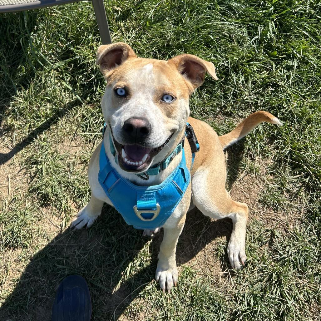 Enlarge Bayou, a Adoptable mixed breed in Marion, VA image 5/6