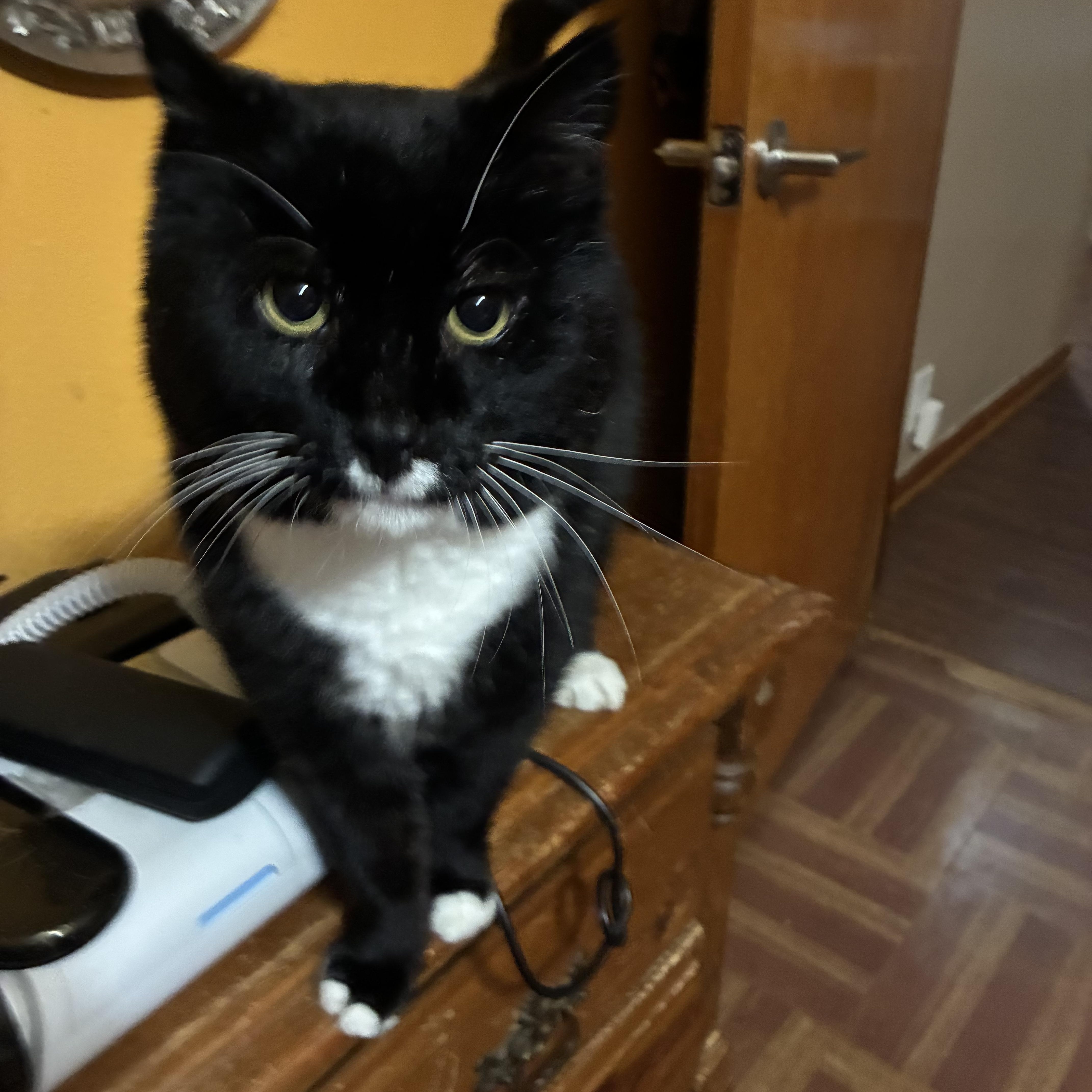 Houdini, a ADOPTABLE mixed breed in Stahlstown, PA image 1/2