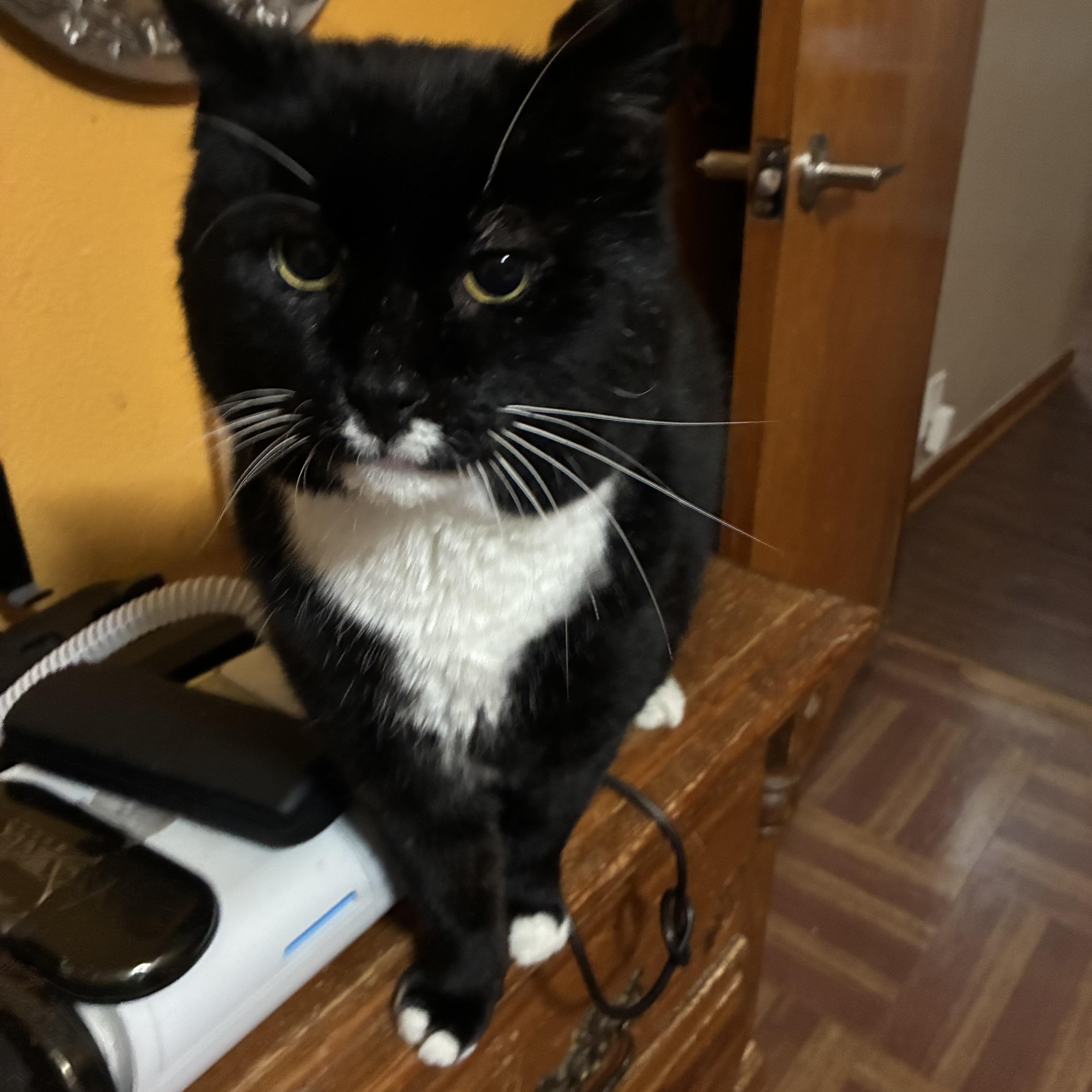 Houdini, a ADOPTABLE mixed breed in Stahlstown, PA image 2/2