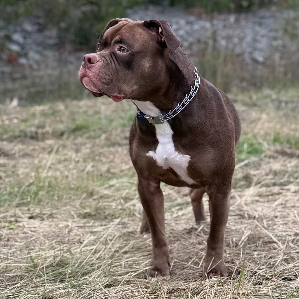 Arlo $1 ADOPTION FEE, Adoptable, Adult Male American Bulldog & American Bully.