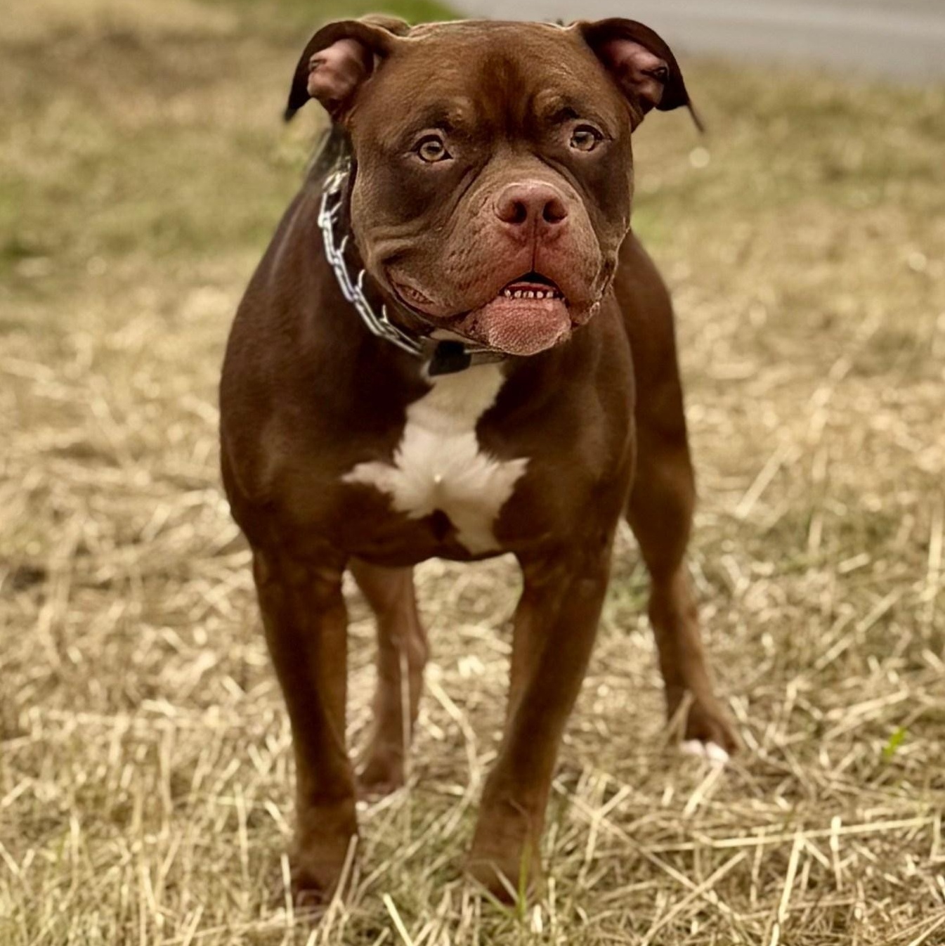 Arlo $1 ADOPTION FEE, a Adoptable mixed breed in Scarborough, ON image 3/6