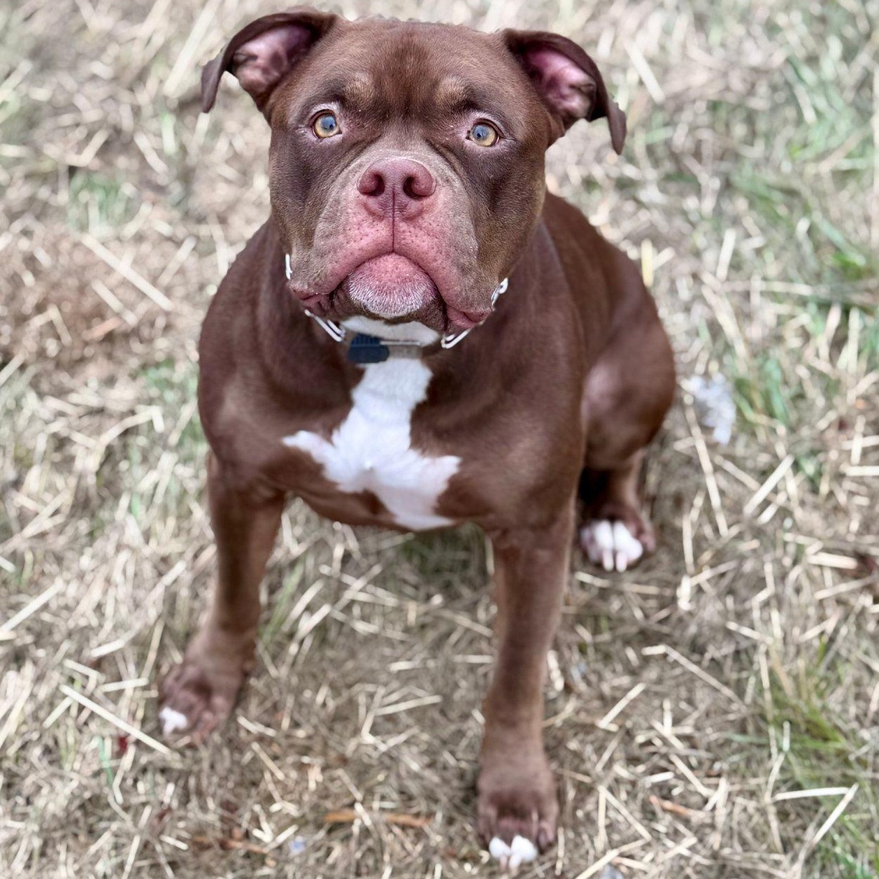 Arlo $1 ADOPTION FEE, a Adoptable mixed breed in Scarborough, ON image 4/6