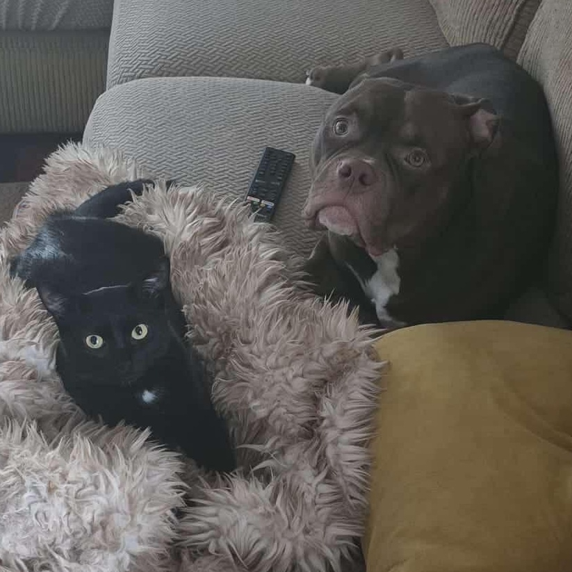 Arlo $1 ADOPTION FEE