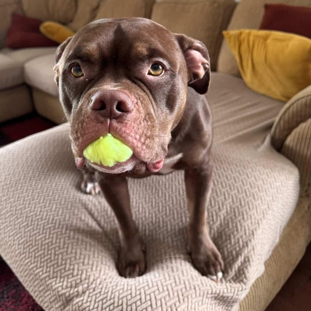 Arlo $1 ADOPTION FEE