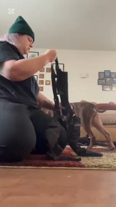 Enlarge Arlo $1 ADOPTION FEE, a Adoptable mixed breed in Scarborough, ON video 6/6