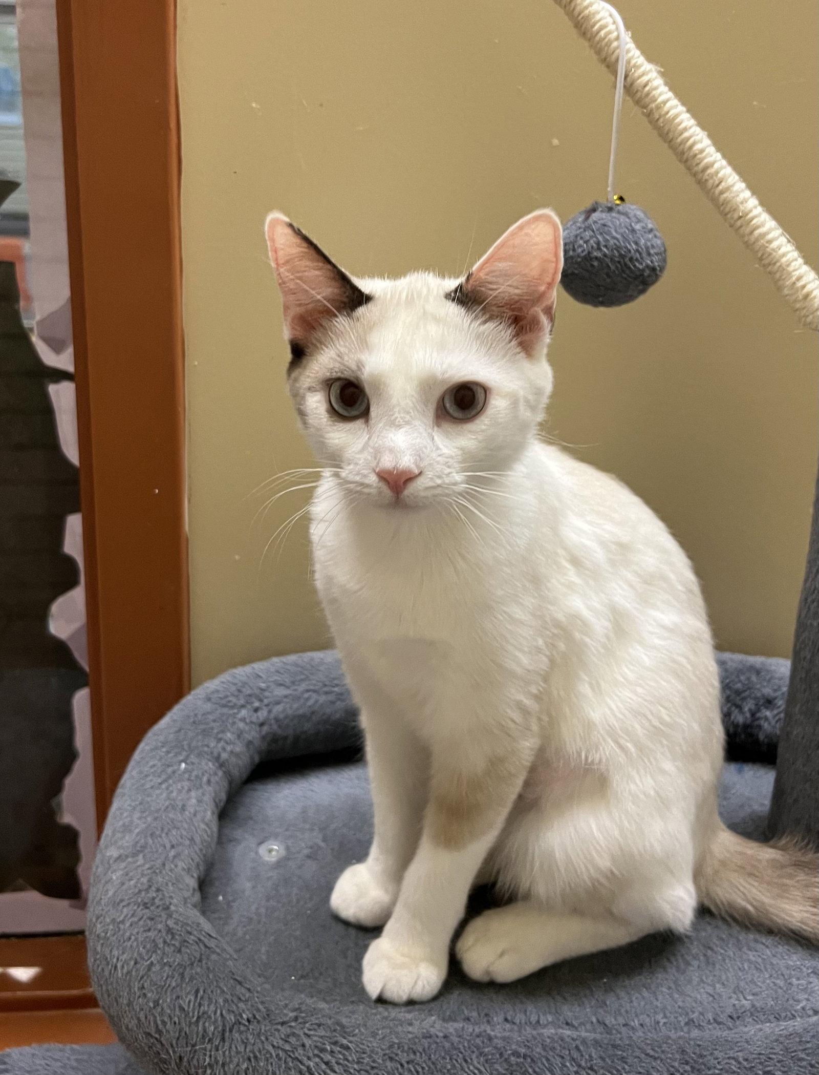 Periwinkle, Adopted, Young Female Domestic Short Hair.