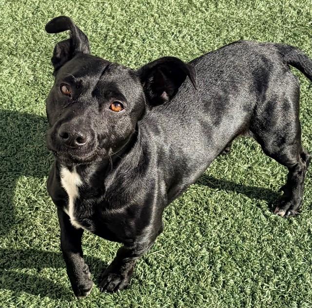 Enlarge ZEKE, a Adoptable mixed breed in Salinas, CA image 1/1