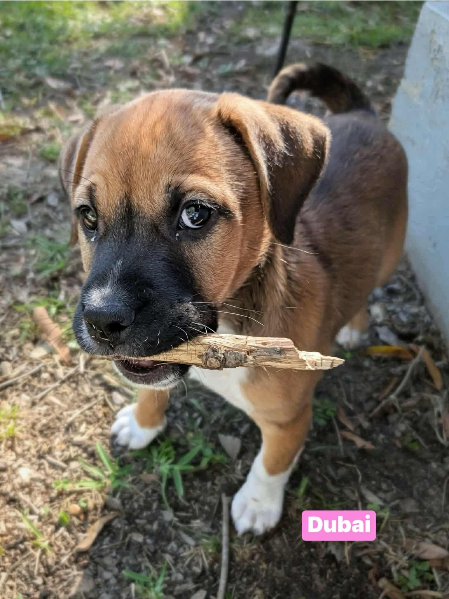 Dubai, Adoptable, Puppy Female Mixed Breed.