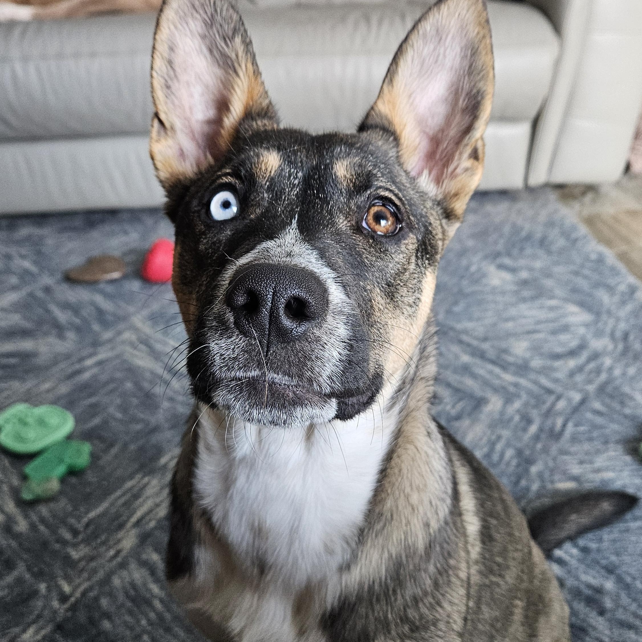 Enlarge Jack, a Adopted mixed breed in Wilton, NY image 1/4