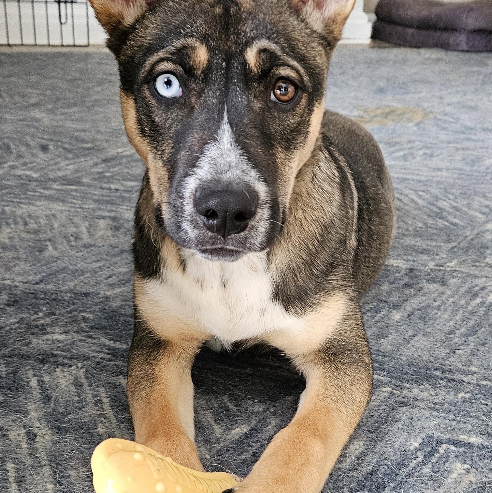 Enlarge Jack, a Adopted mixed breed in Wilton, NY image 3/4