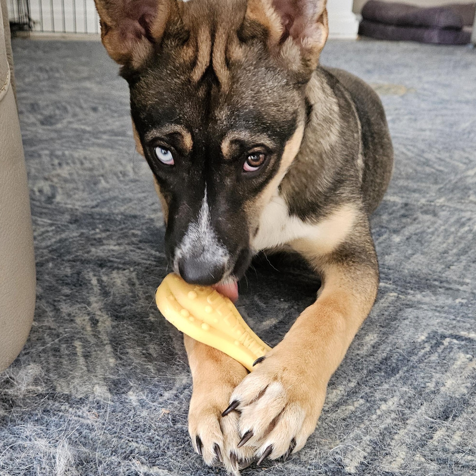 Enlarge Jack, a Adopted mixed breed in Wilton, NY image 2/4