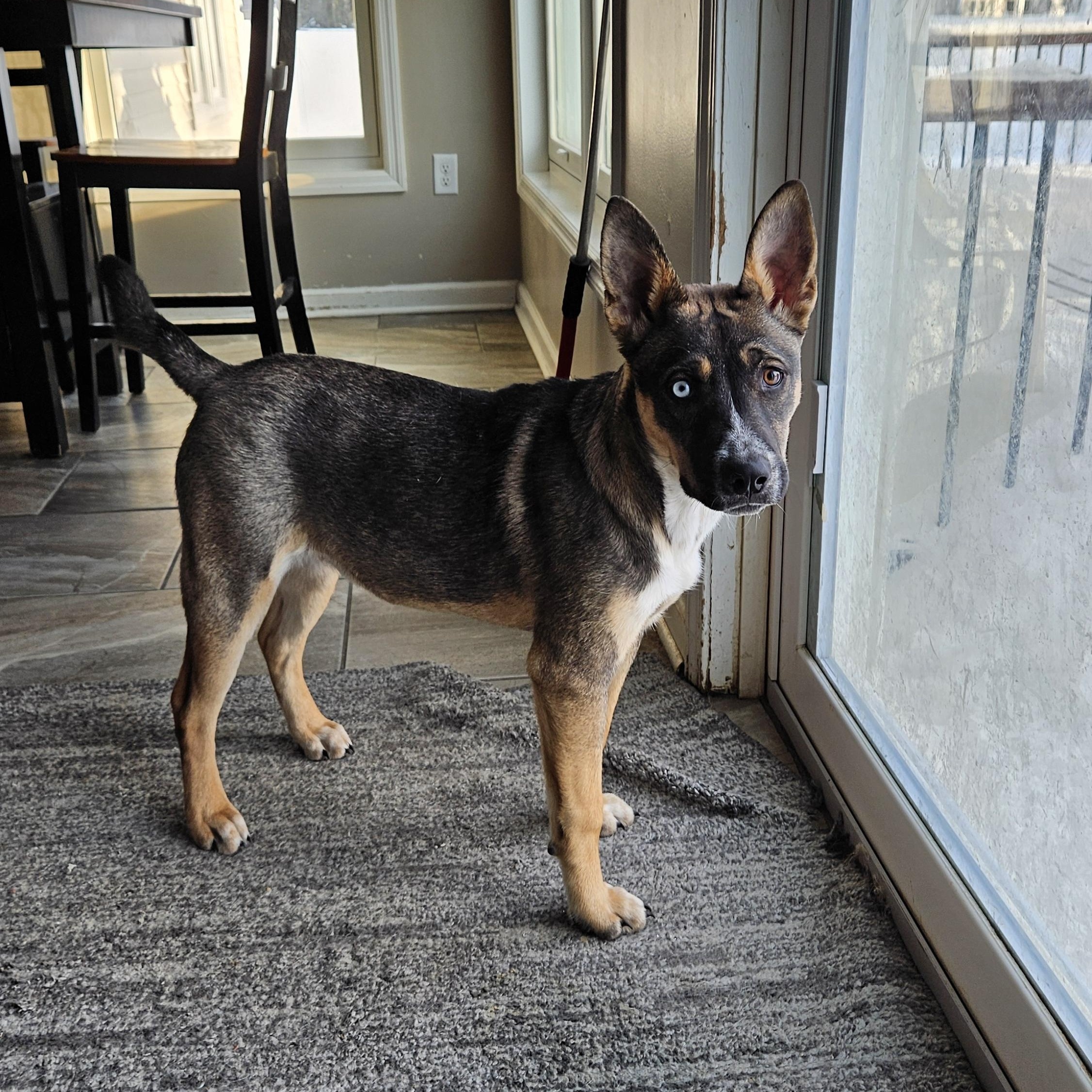 Enlarge Jack, a Adopted mixed breed in Wilton, NY image 4/4