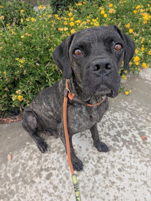 Enlarge BELINDA- IN FOSTER, a Adoptable mixed breed in Redlands, CA image 1/1