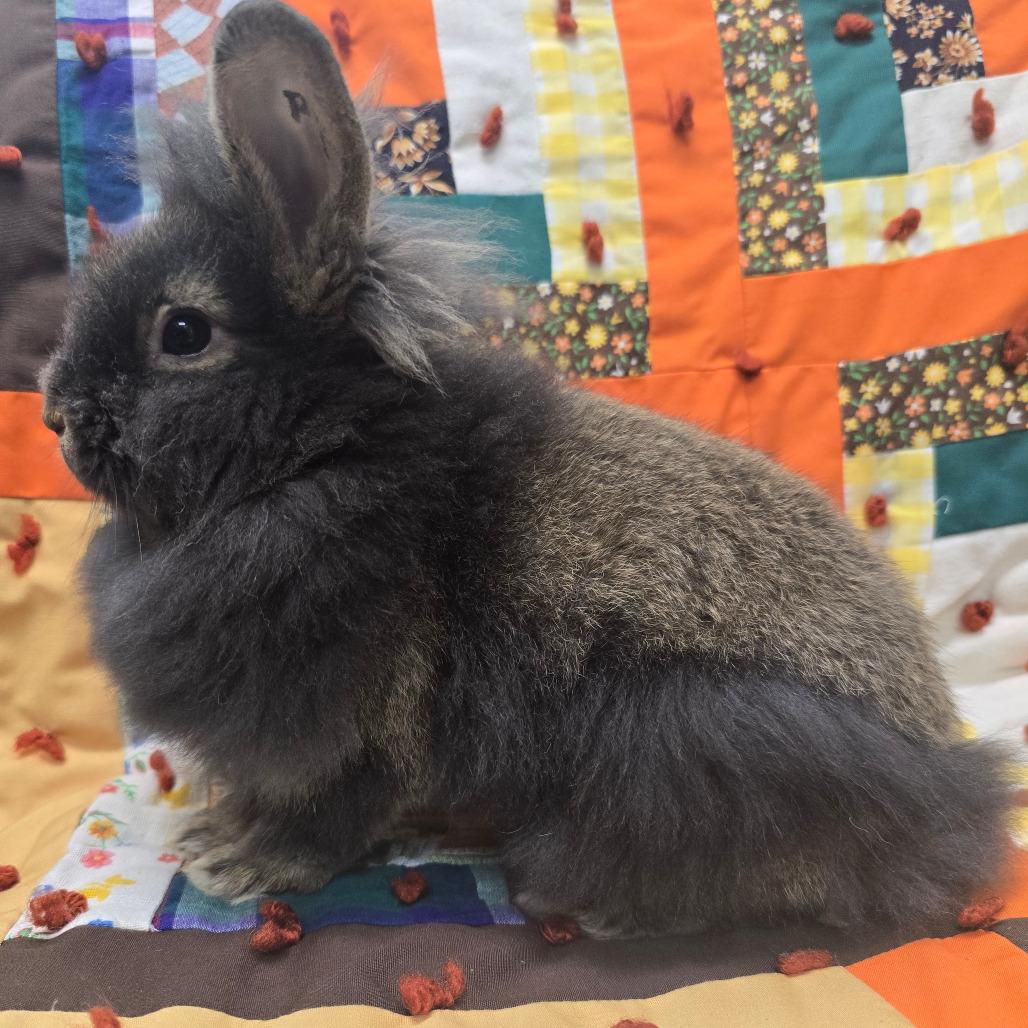 Prince Fluff photo