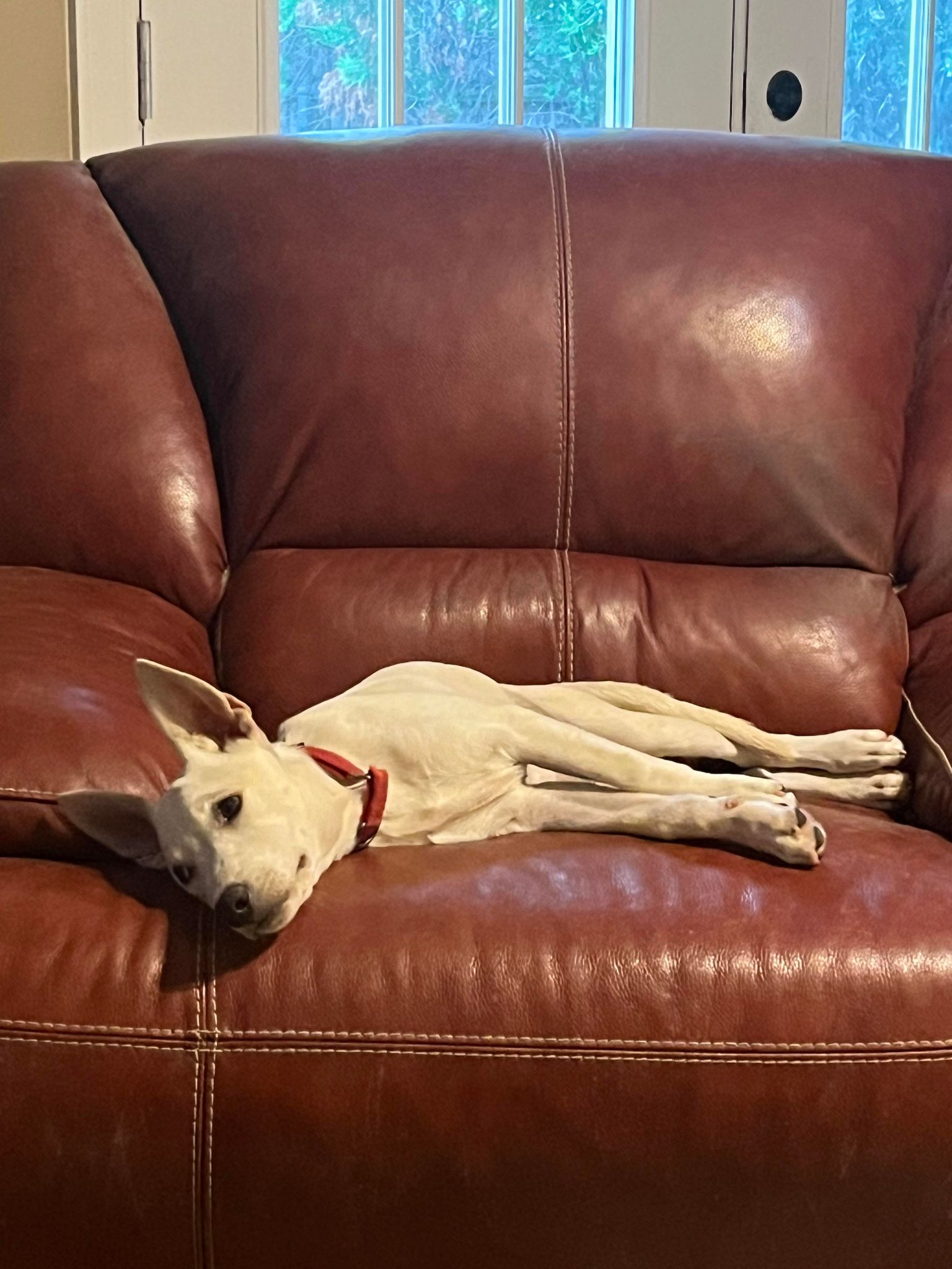 Enlarge Crystal, a Adoptable Shepherd in San Antonio, TX image 2/4