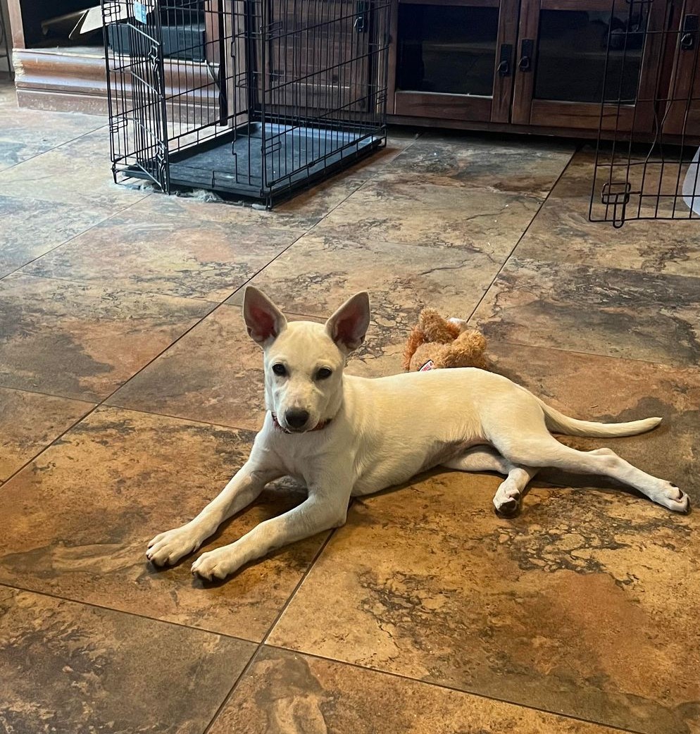 Crystal, Baby Female Shepherd