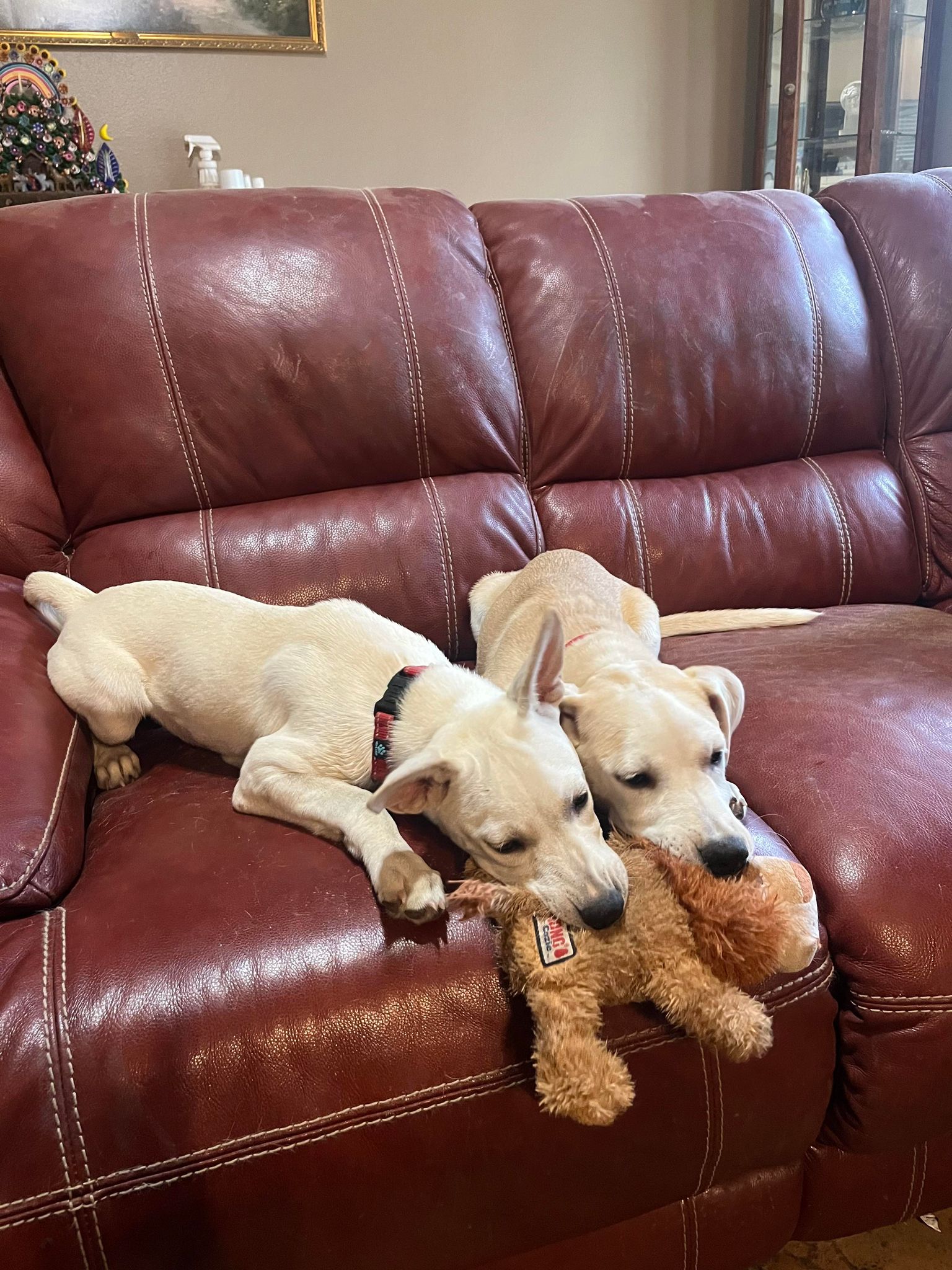 Enlarge Crystal, a Adoptable Shepherd in San Antonio, TX image 3/4