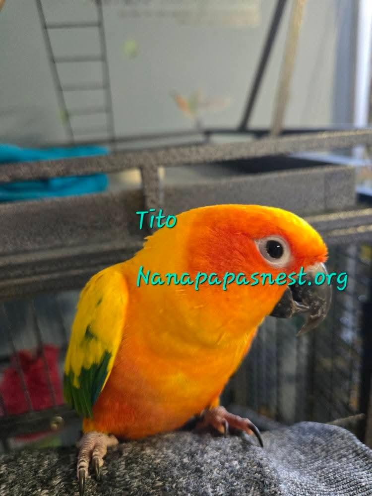 Enlarge Tito, a Adoptable Conure in Wakefield, VA image 1/1