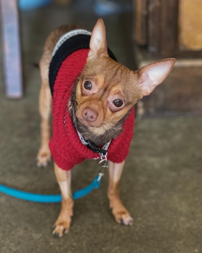 Enlarge Tripp, a Adoptable Chihuahua in Bryan, TX image 1/5