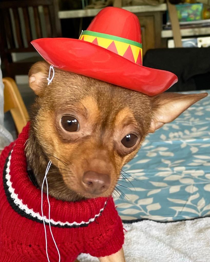 Enlarge Tripp, a Adoptable Chihuahua in Bryan, TX image 2/5