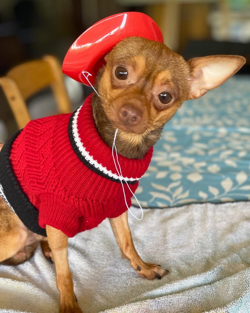 Enlarge Tripp, a Adoptable Chihuahua in Bryan, TX image 3/5