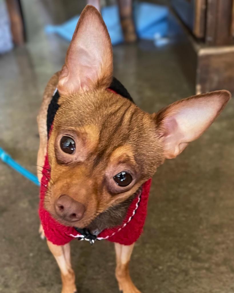 Enlarge Tripp, a Adoptable Chihuahua in Bryan, TX image 4/5
