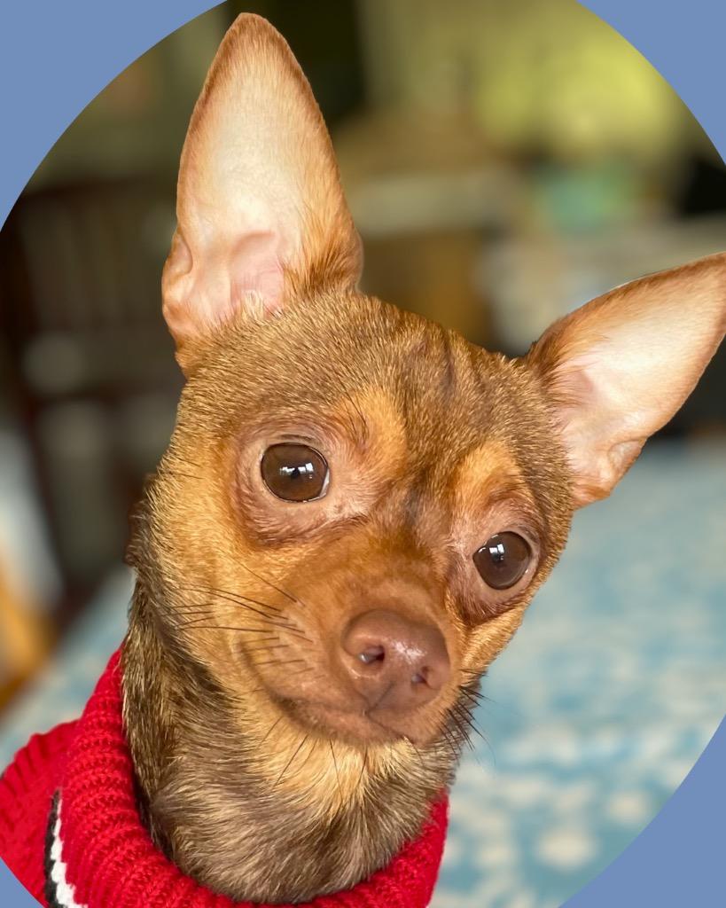 Enlarge Tripp, a Adoptable Chihuahua in Bryan, TX image 5/5
