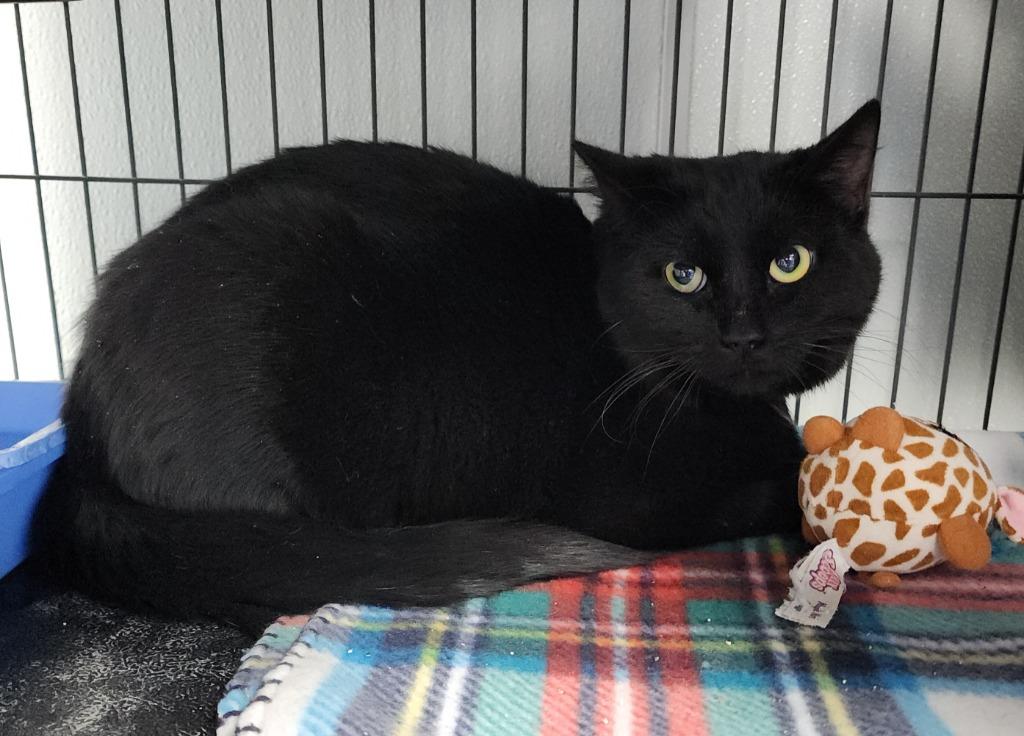 Biggie Smalls, Adoptable, Young Male Domestic Short Hair.