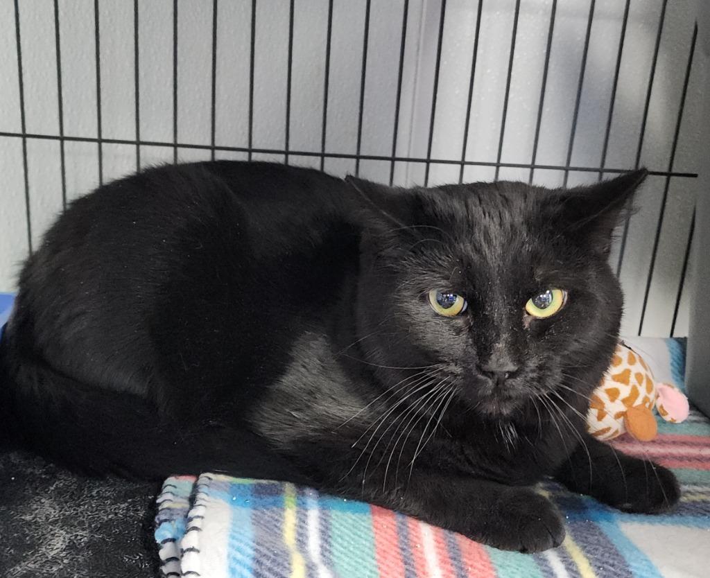 Enlarge Biggie Smalls, a Adoptable mixed breed in Washington Court House, OH image 2/3