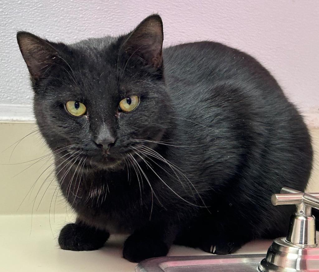 Enlarge Biggie Smalls, a Adoptable mixed breed in Washington Court House, OH image 3/3