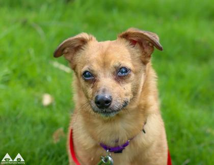 Caramello, Adoptable, Adult Female Chihuahua & Mixed Breed.