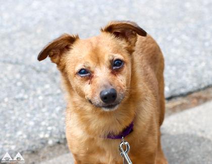 Caramello, a Adoptable mixed breed in Lowell, MA image 2/3