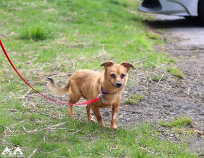 Caramello, a Adoptable mixed breed in Lowell, MA image 3/3