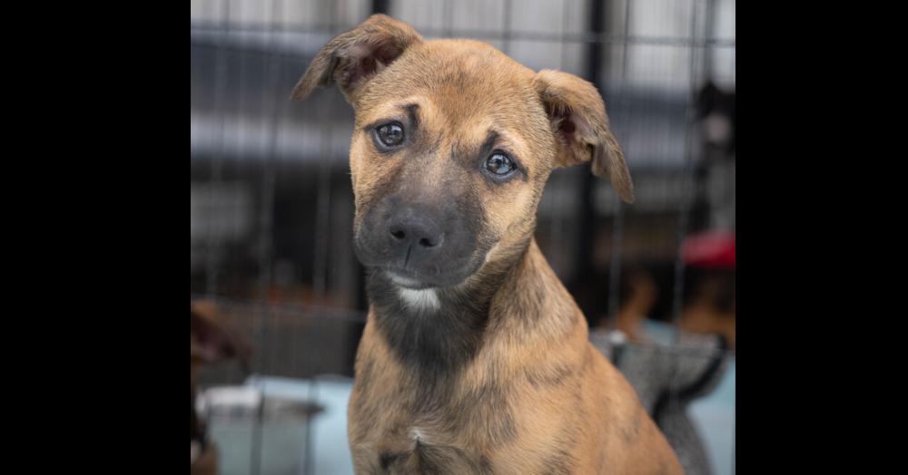 AAD New Arrival! Henrietta - 26154, a Adoptable mixed breed in Armonk, NY image 1/2