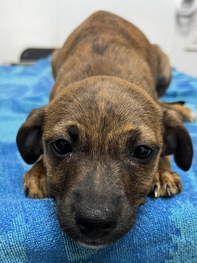 AAD New Arrival! Henrietta - 26154, a Adoptable mixed breed in Armonk, NY image 2/2