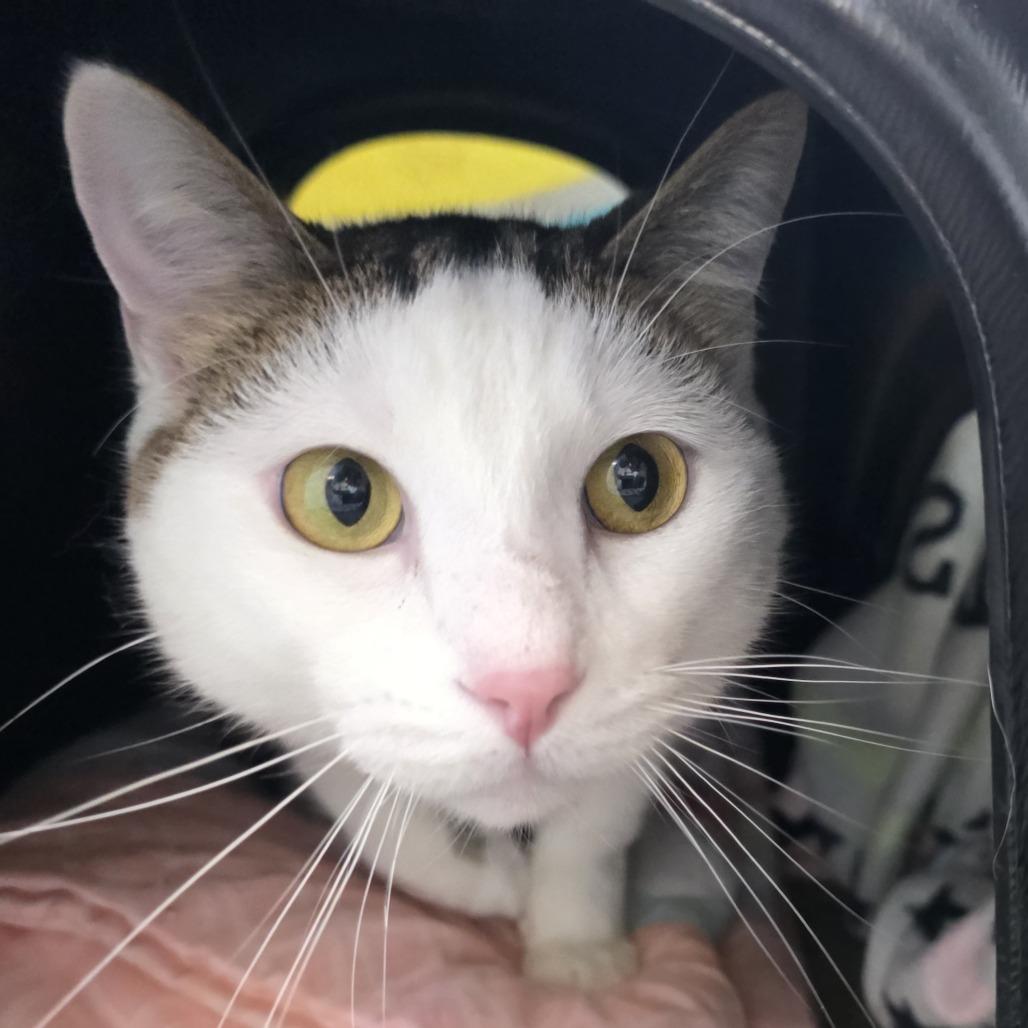 Enlarge Kevin, a Adoptable mixed breed in Fort Wayne, IN image 1/5