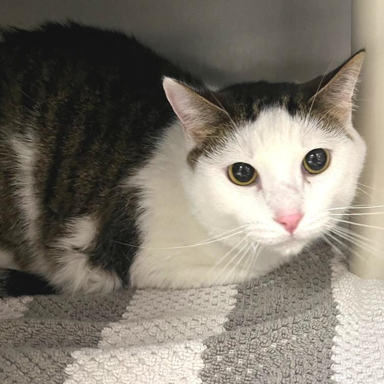 Enlarge Kevin, a Adoptable mixed breed in Fort Wayne, IN image 2/5