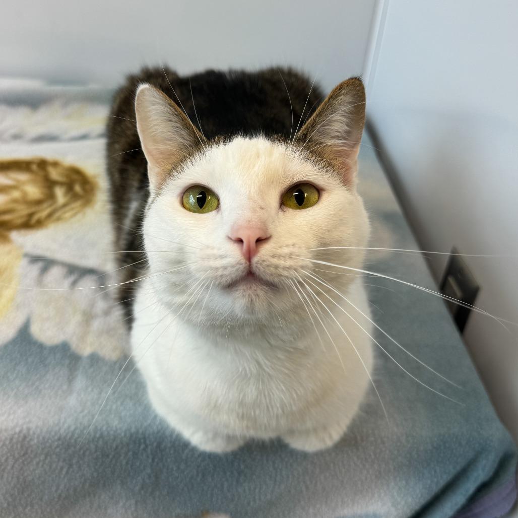 Enlarge Kevin, a Adoptable mixed breed in Fort Wayne, IN image 3/5