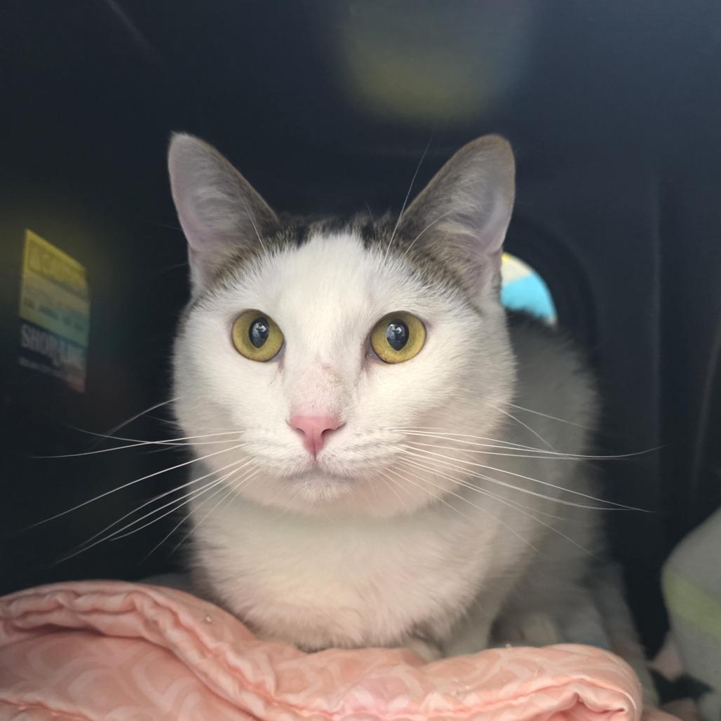 Enlarge Kevin, a Adoptable mixed breed in Fort Wayne, IN image 4/5