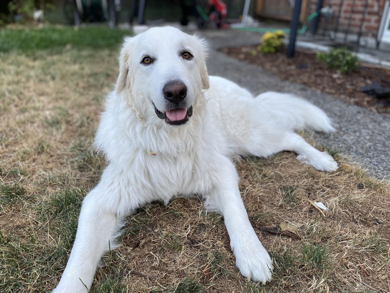 Enlarge Howie, a Adoptable Great Pyrenees in Bellevue, WA image 2/6