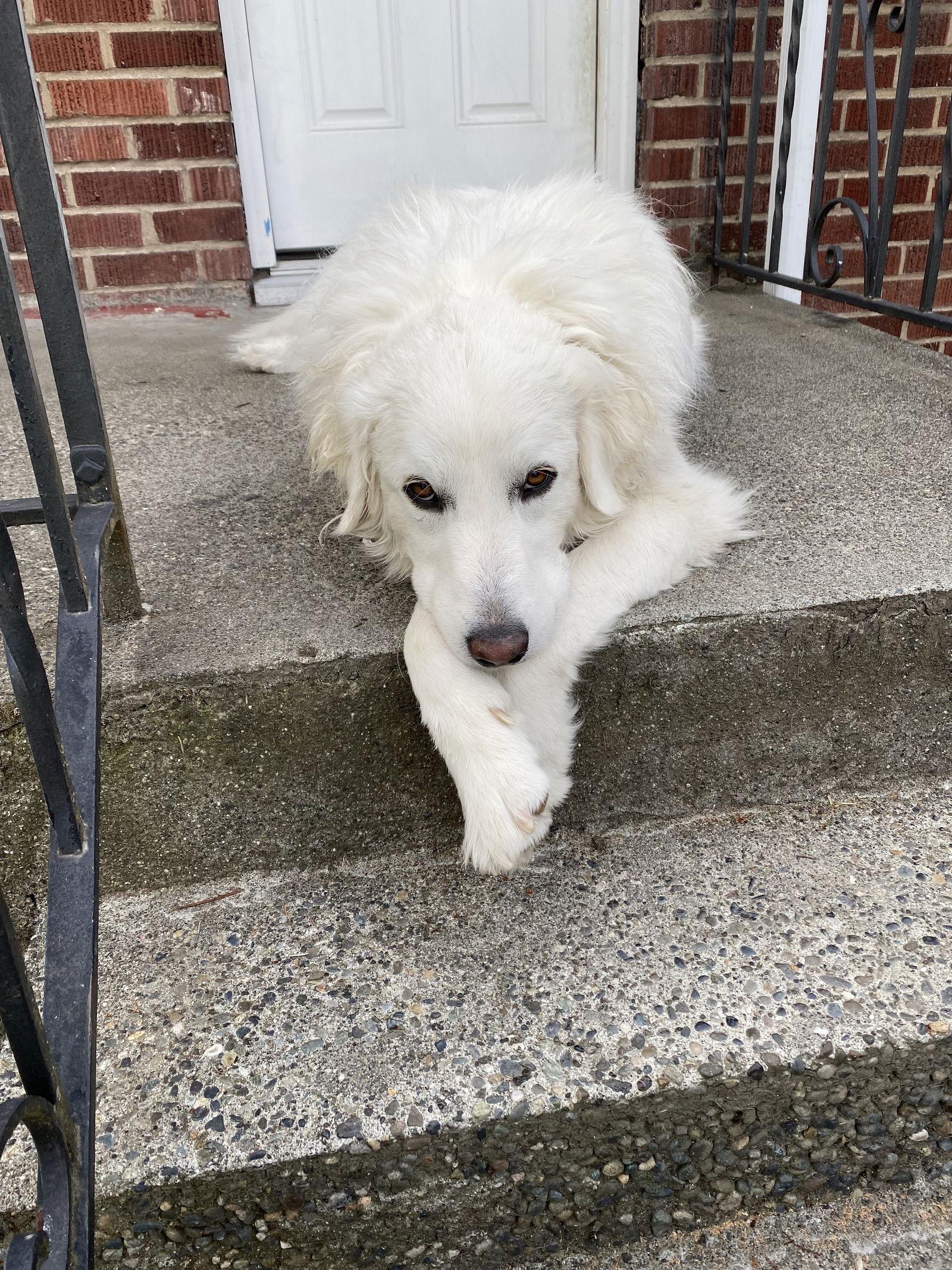 Enlarge Howie, a Adoptable Great Pyrenees in Bellevue, WA image 6/6