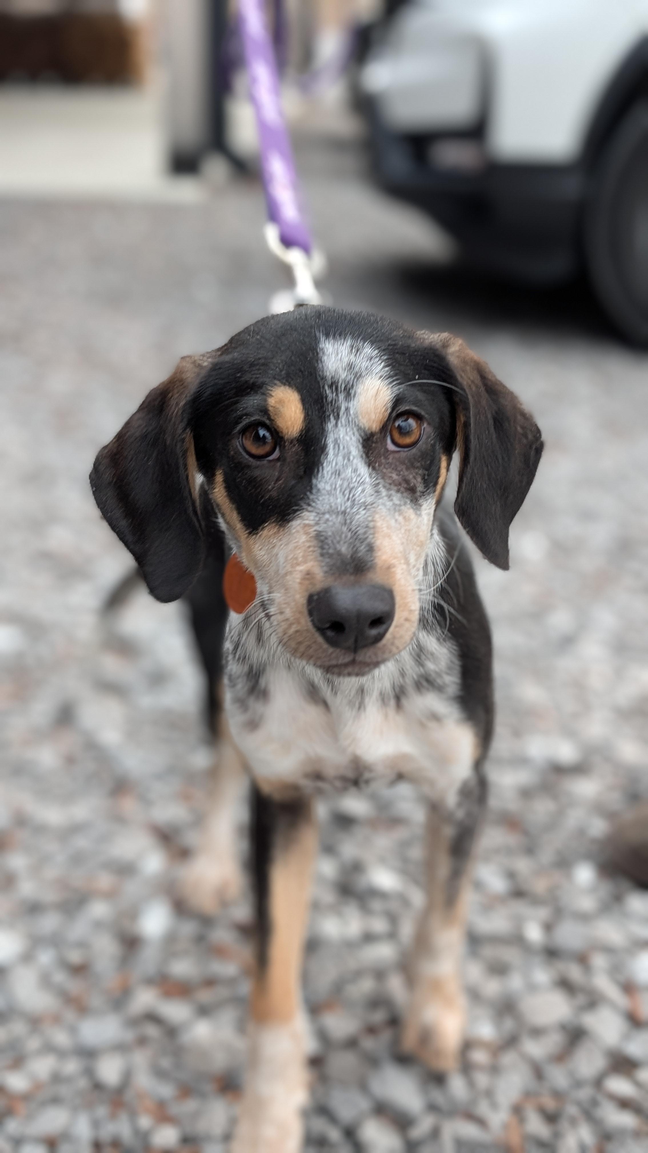 Enlarge Joey, a ADOPTABLE mixed breed in Joppa, AL image 1/6