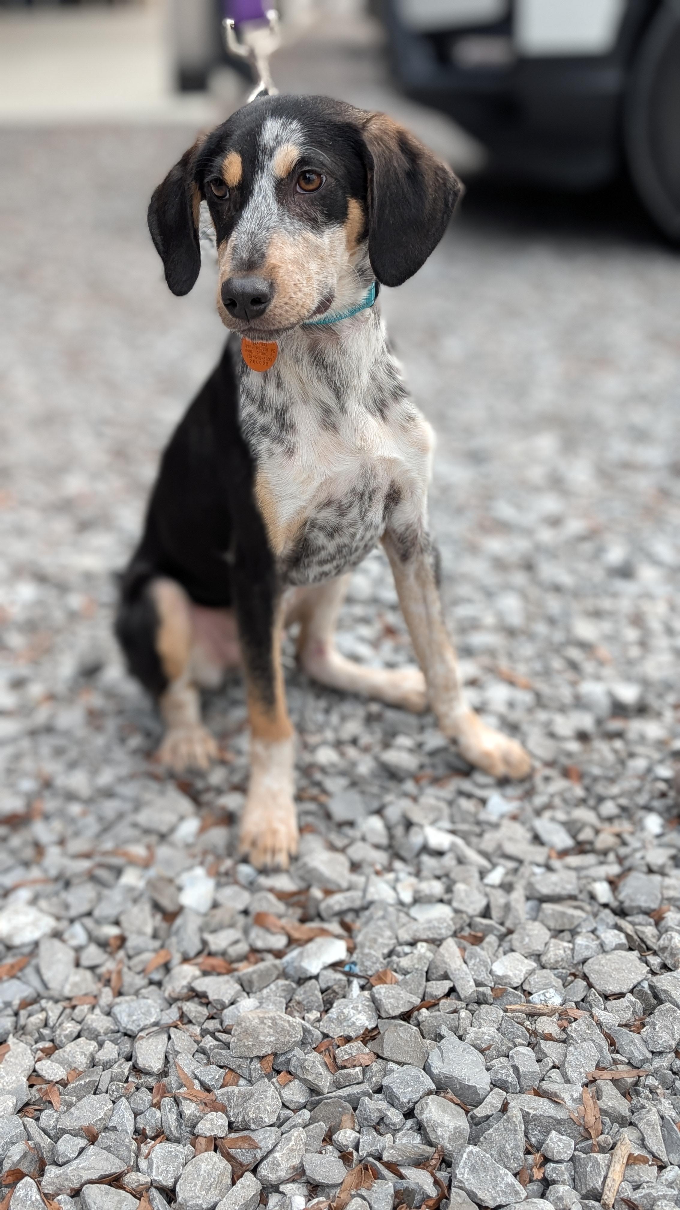 Enlarge Joey, a ADOPTABLE mixed breed in Joppa, AL image 2/6