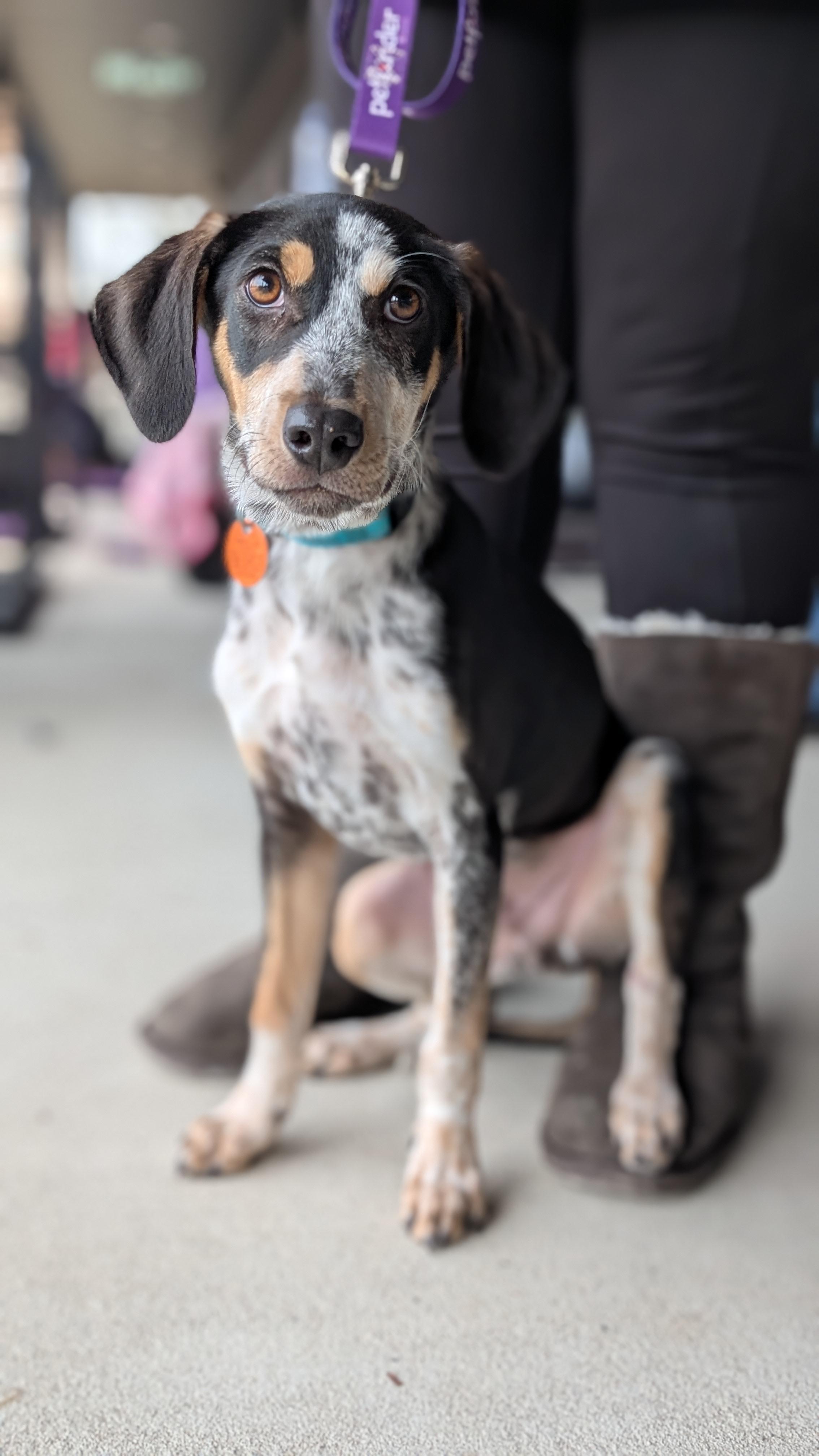 Enlarge Joey, a ADOPTABLE mixed breed in Joppa, AL image 3/6