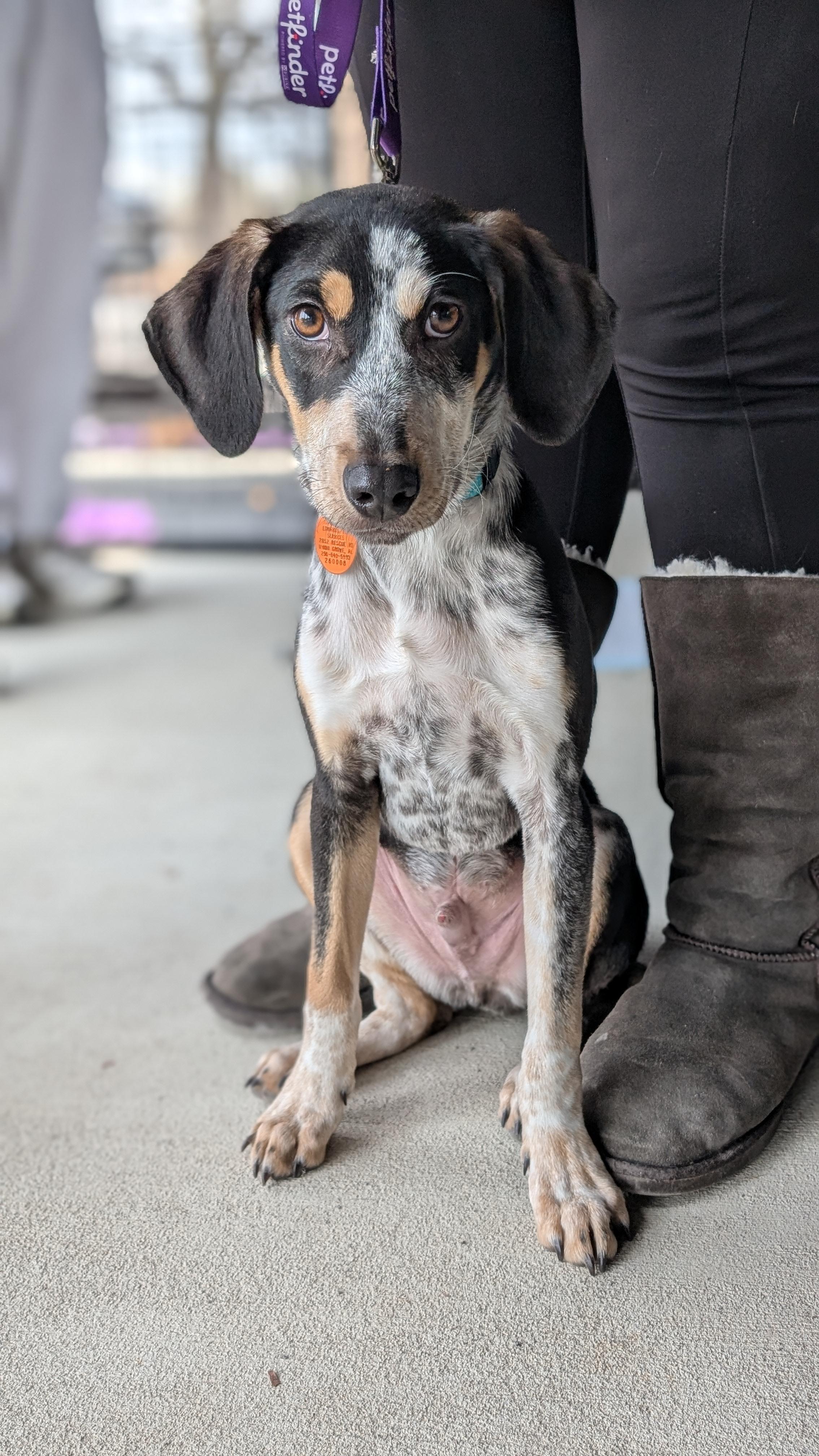 Enlarge Joey, a ADOPTABLE mixed breed in Joppa, AL image 4/6