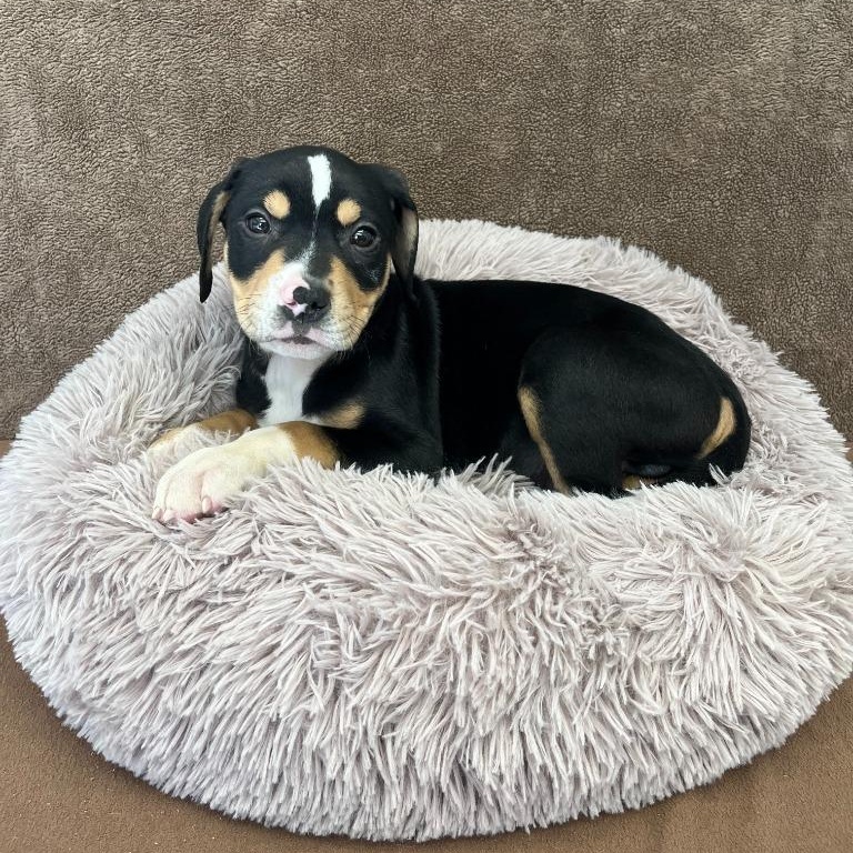 Enlarge Ottis, an adopted mixed breed in Benld, IL image 1/1