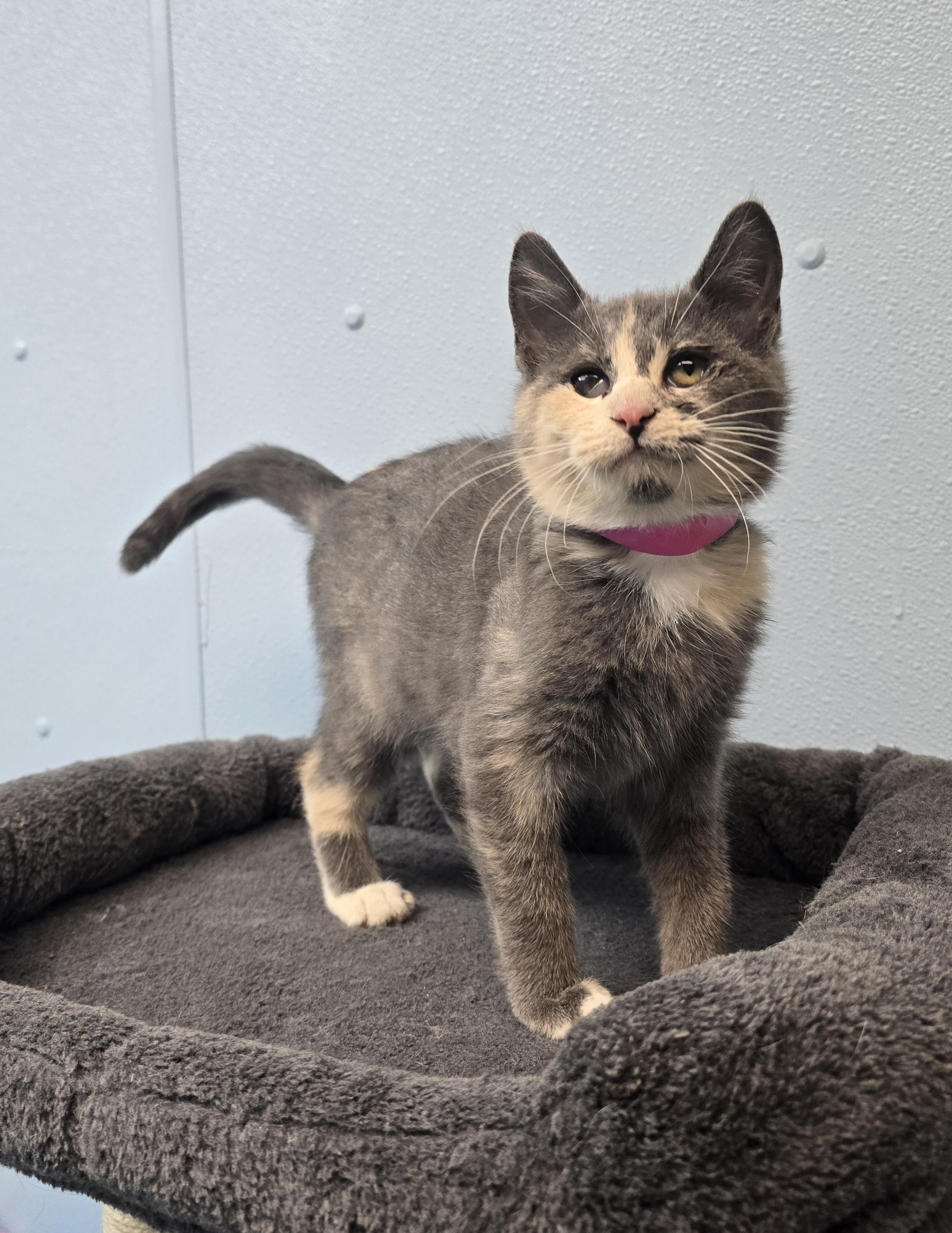 Helen, ADOPTABLE, Kitten Female Domestic Short Hair.