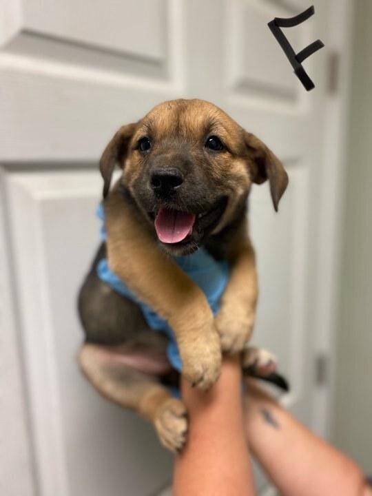 Enlarge Garcia, a Adopted mixed breed in Evansville, IN image 1/1