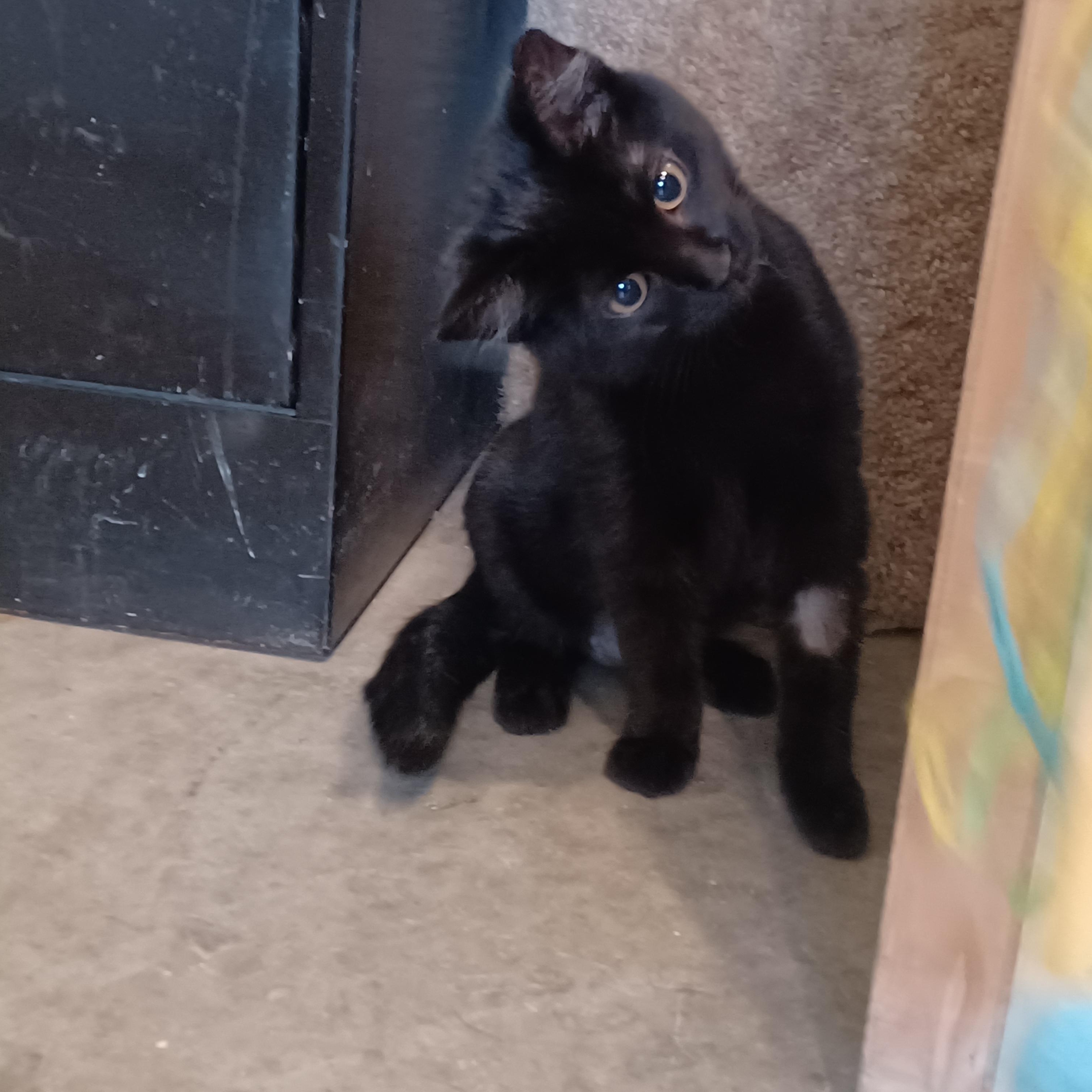 Aura, a ADOPTABLE Domestic Short Hair in Bonners Ferry, ID image 1/2