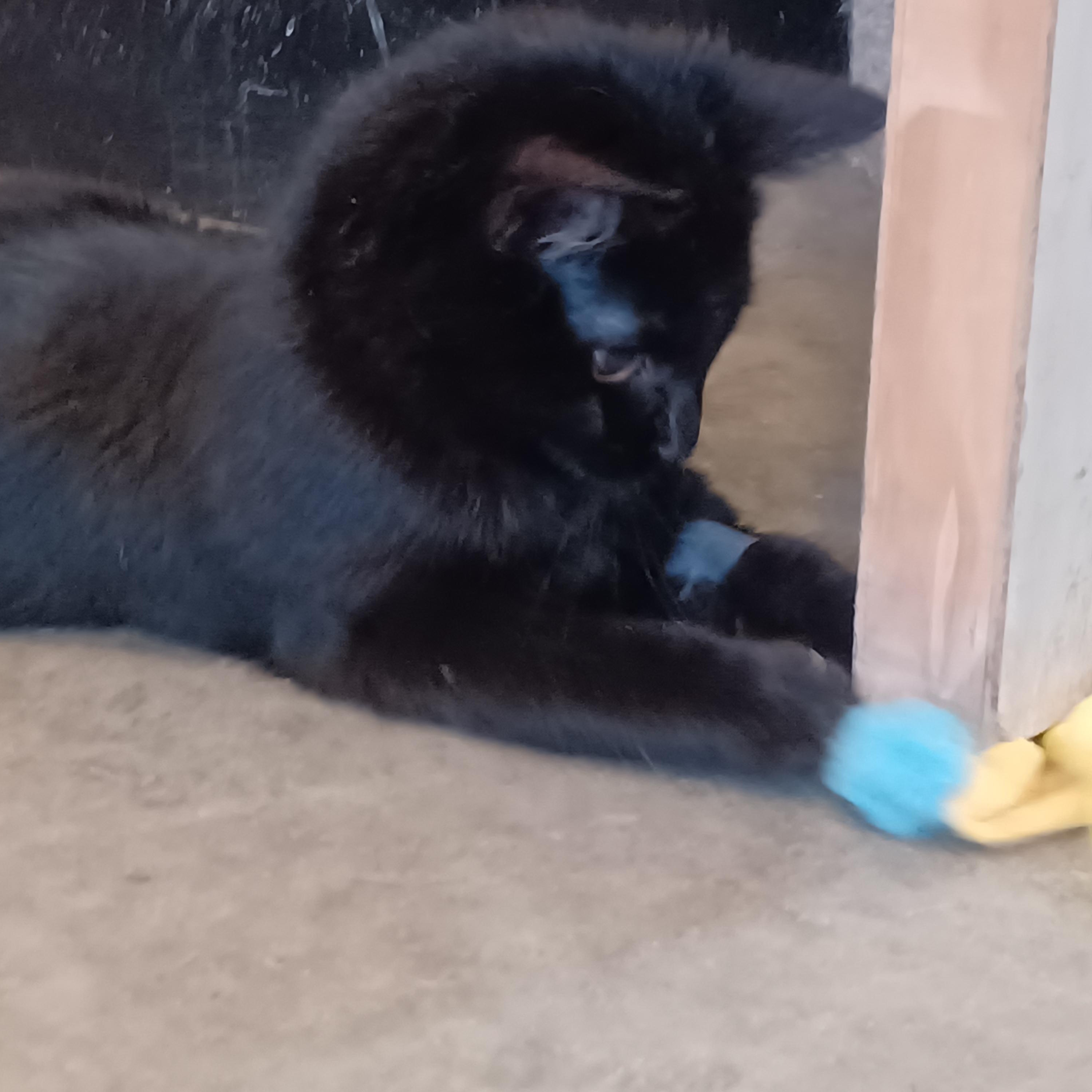 Aura, a ADOPTABLE Domestic Short Hair in Bonners Ferry, ID image 2/2